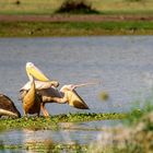 Am Lake Manyara 19