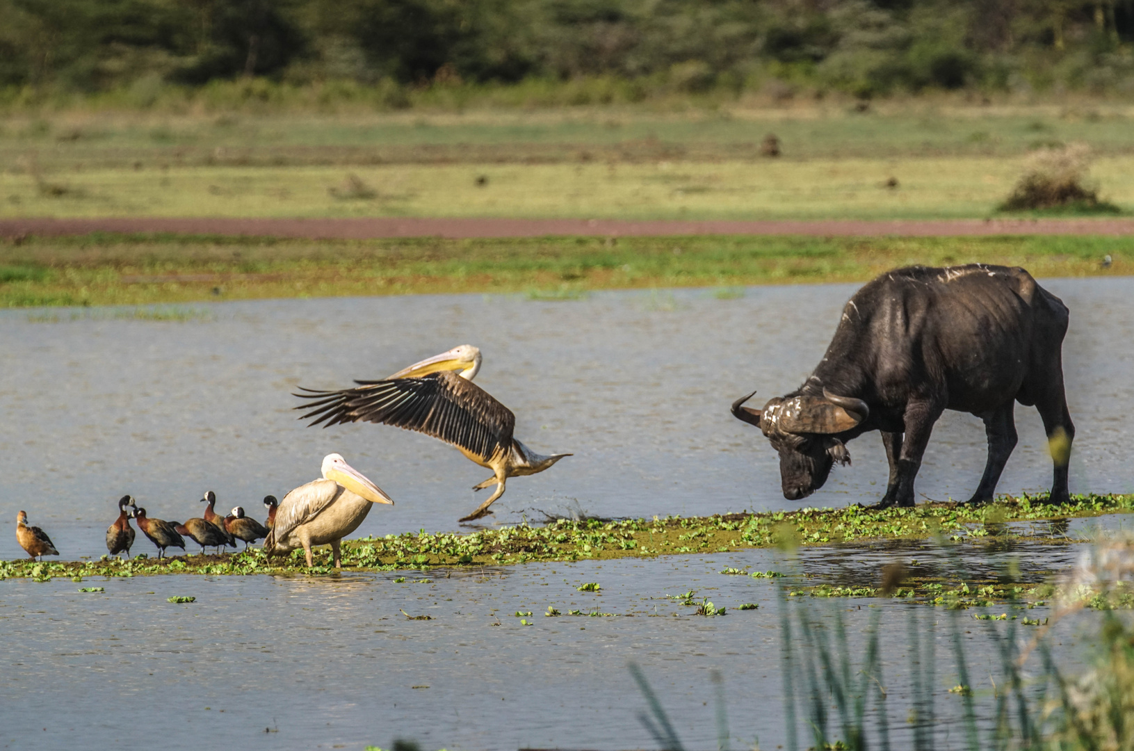 Am Lake Manyara 20