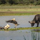 Am Lake Manyara 20