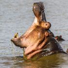 Am Lake Manyara 23