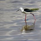 Am Lake Manyara 4