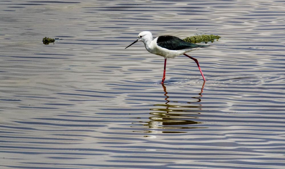 Am Lake Manyara 4