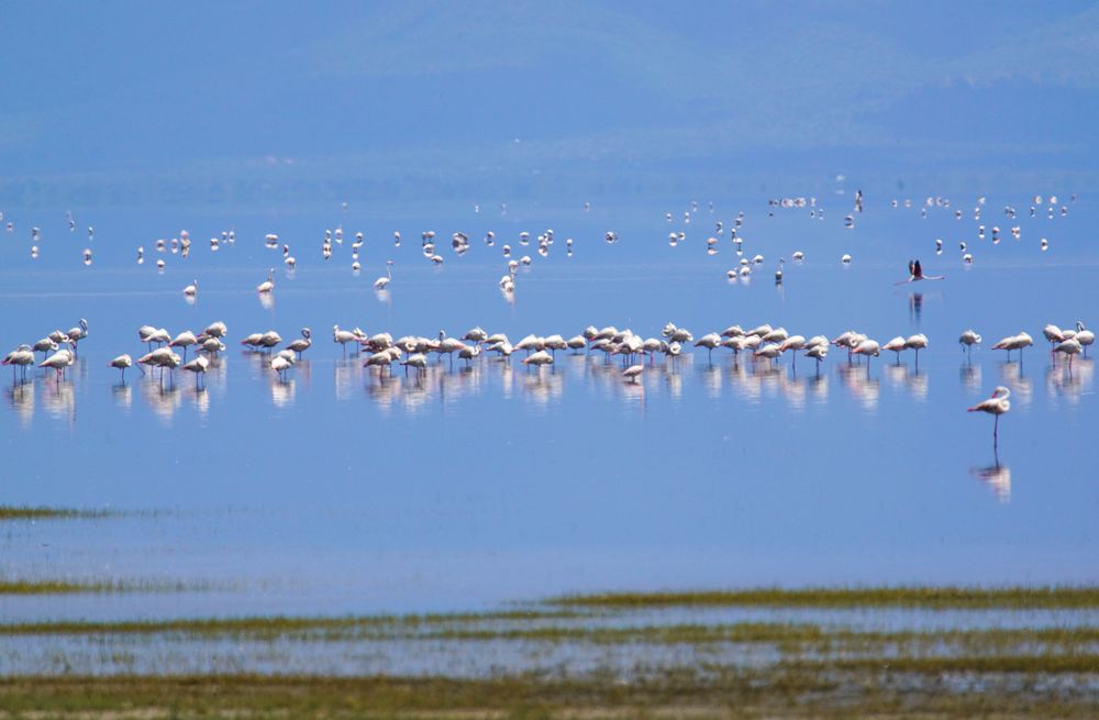 Am Lake Manyara 5