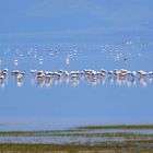 Am Lake Manyara 5