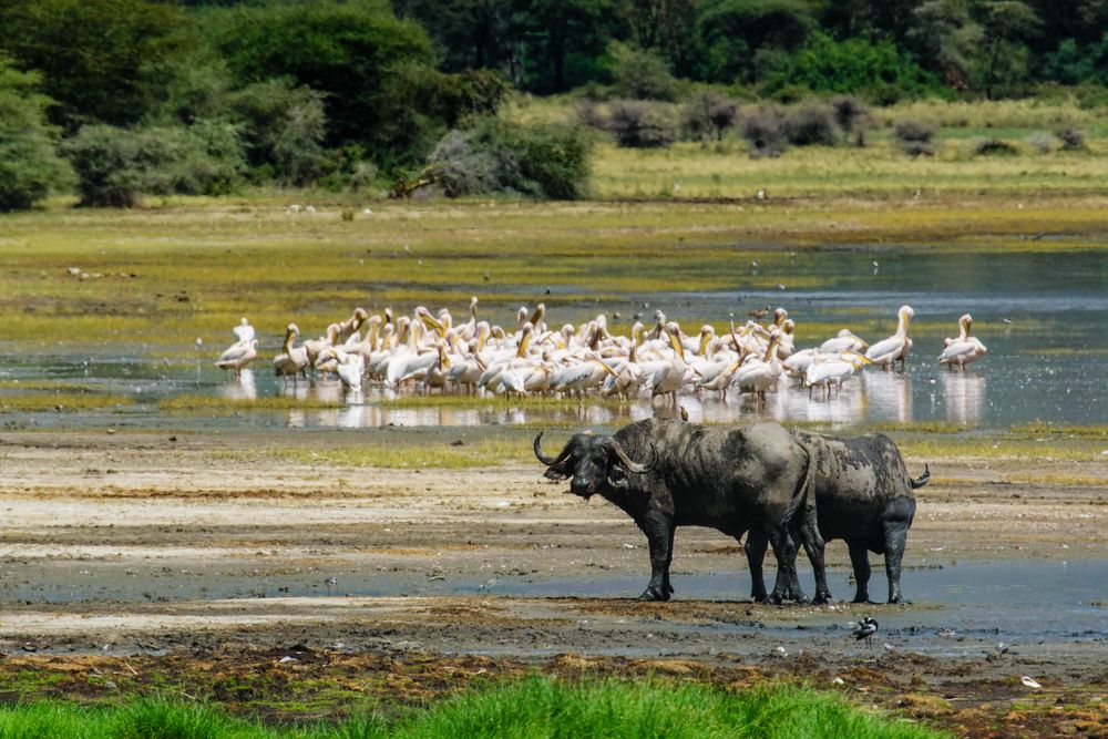 Am Lake Manyara 7