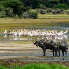 Am Lake Manyara 7