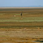 Am Lake Manyara