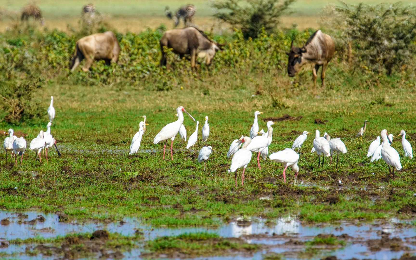 Am Lake Manyara