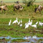 Am Lake Manyara