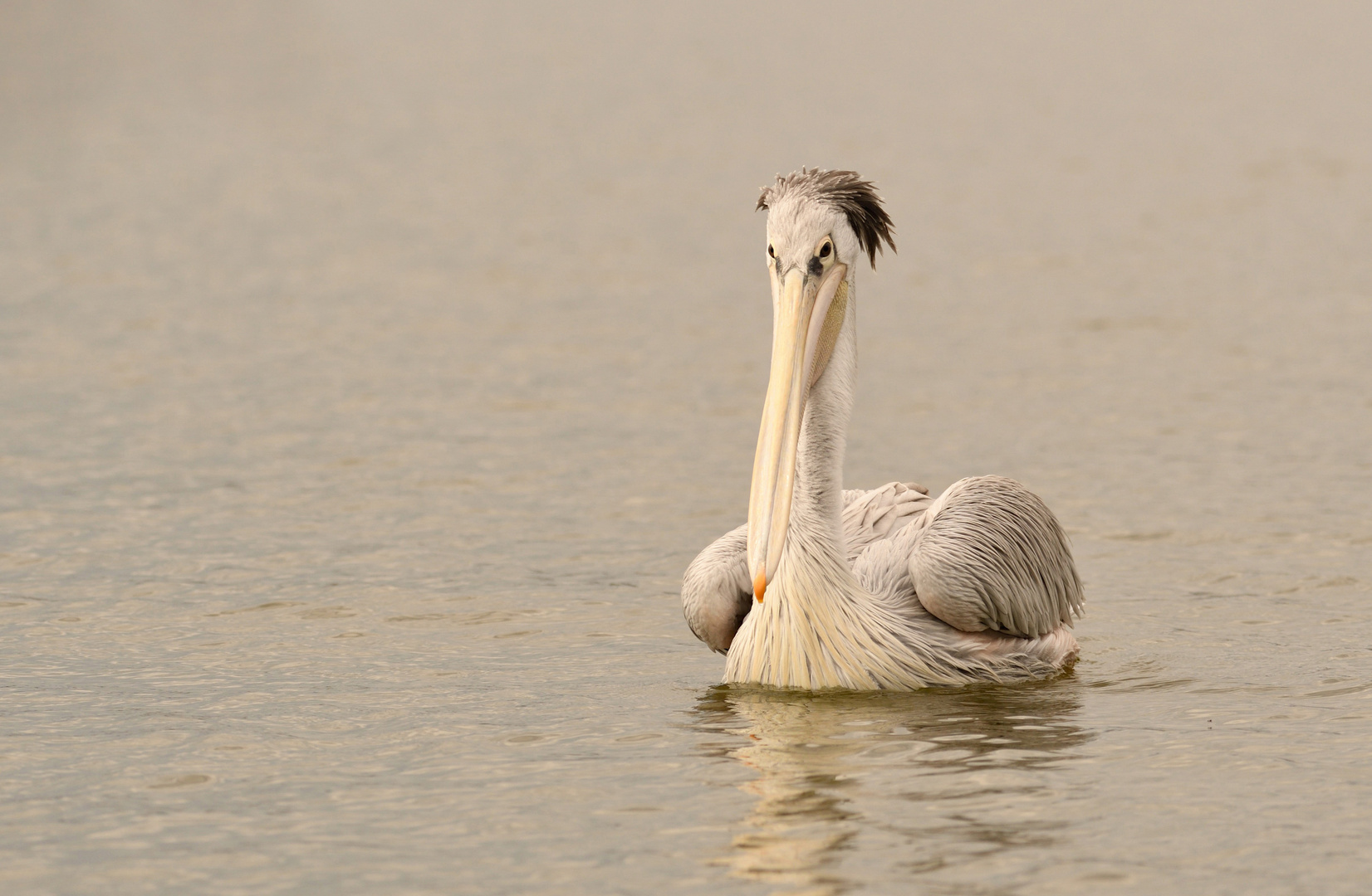 Am Lake Naivasha