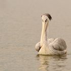 Am Lake Naivasha