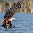 Am Lake Nakuru