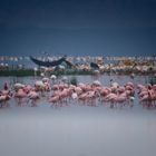 Am Lake Nakuru