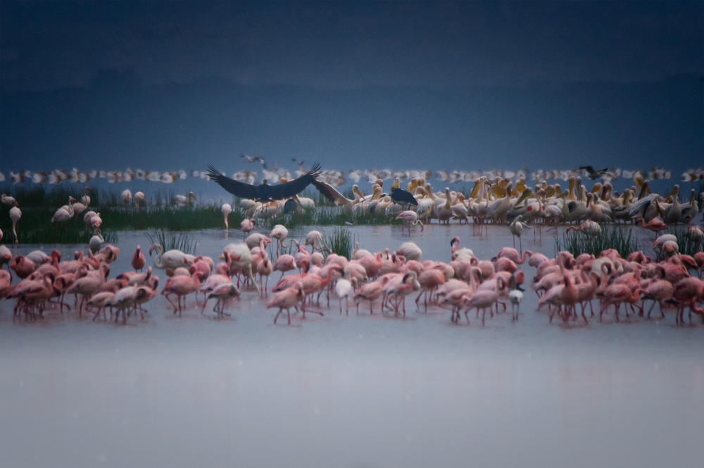 Am Lake Nakuru