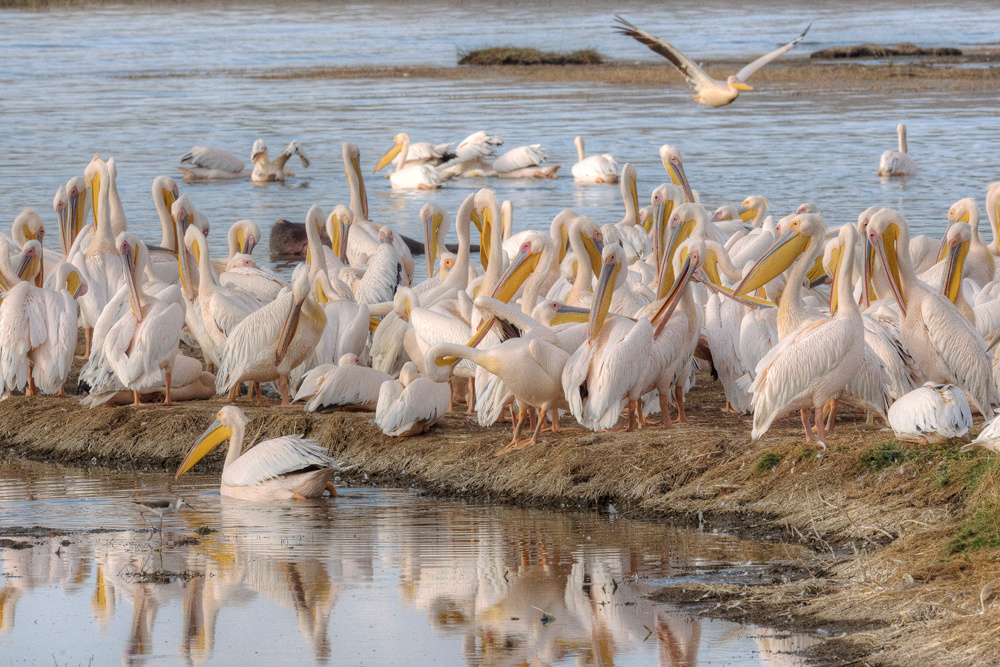 Am Lake Nakuru