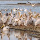 Am Lake Nakuru