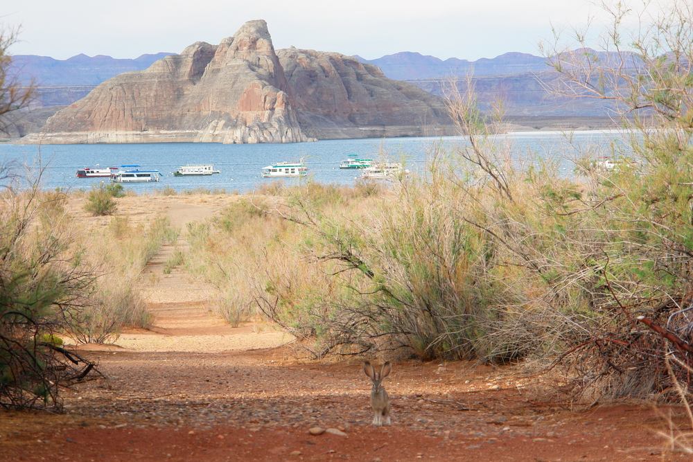 Am Lake Powell