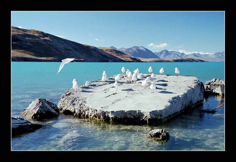 Am Lake Pukaki