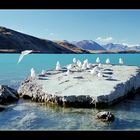 Am Lake Pukaki