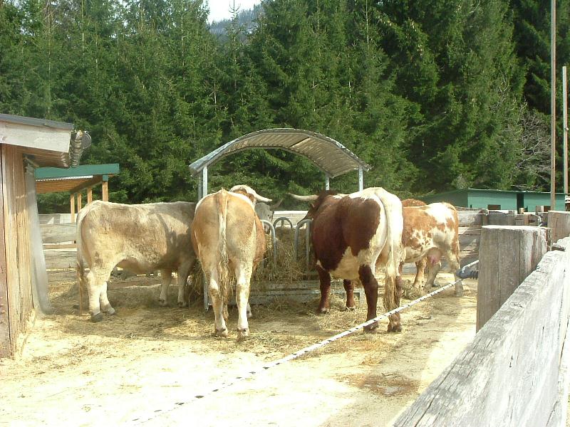 Am Land - Salzburg Aiderbichlerhof