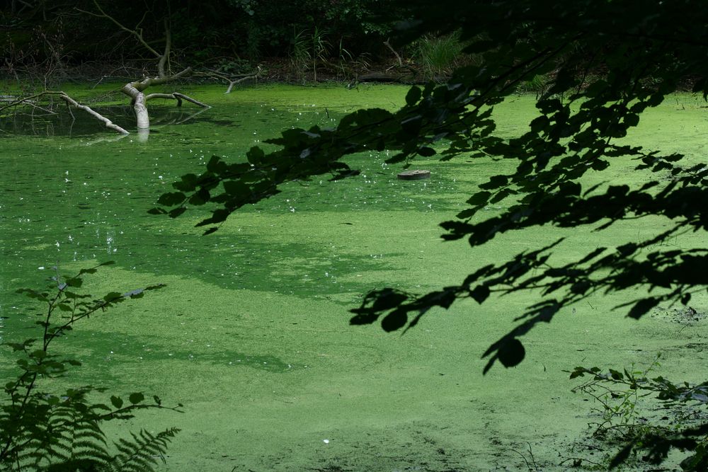 Am Langen Weiher