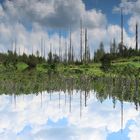 Am Latschensee im Bayerischen Wald