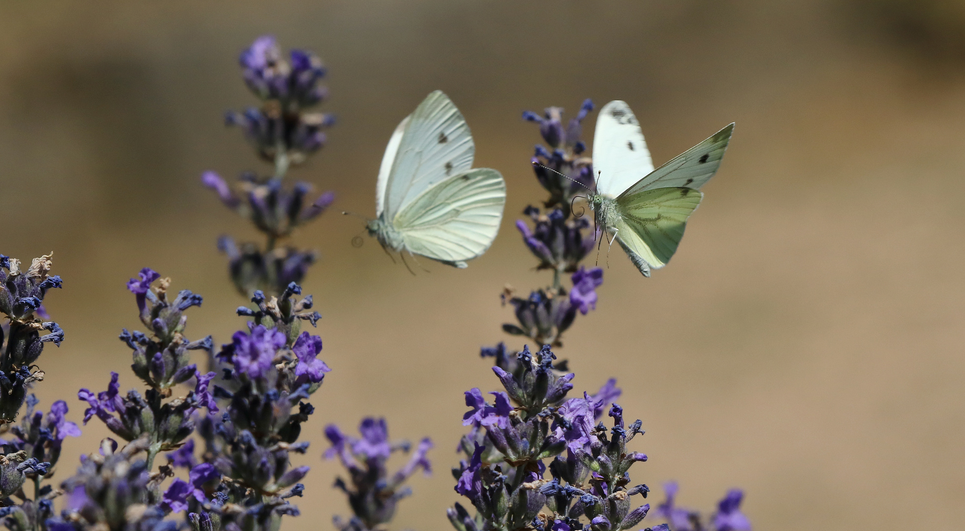 Am Lavendel....