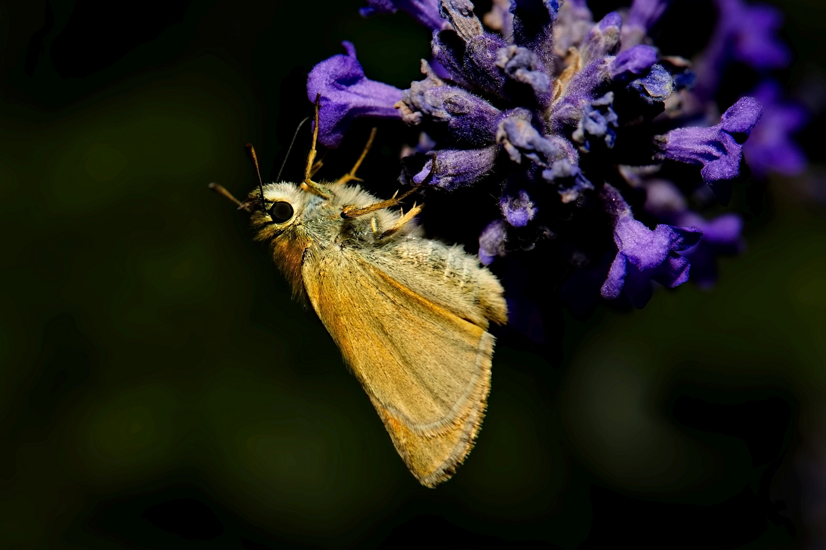 am Lavendel (1)