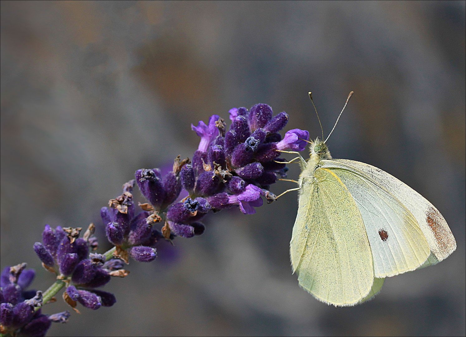 Am Lavendel