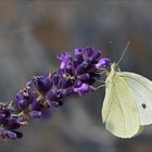 Am Lavendel