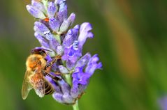 am Lavendel