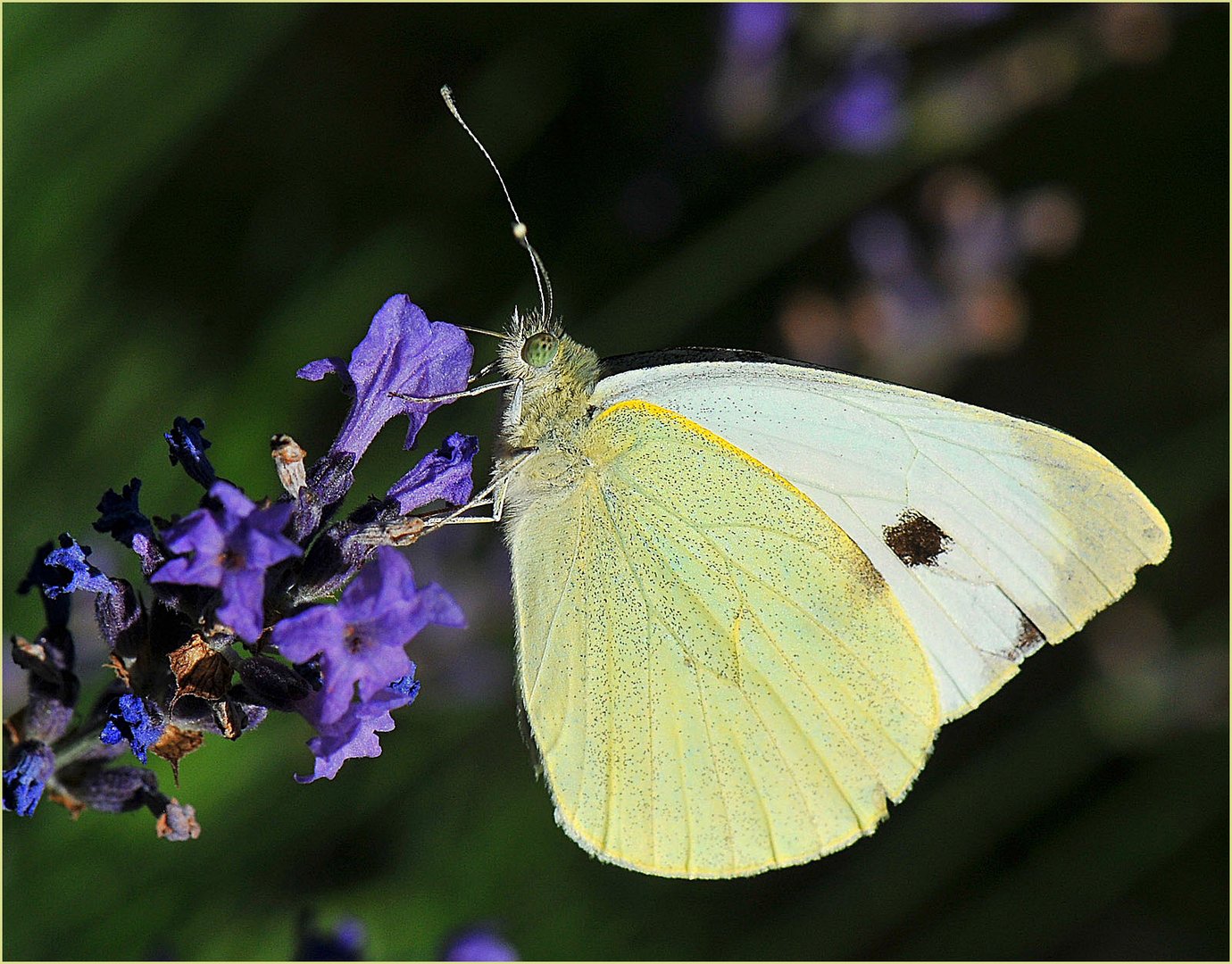 am Lavendel