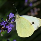 am Lavendel