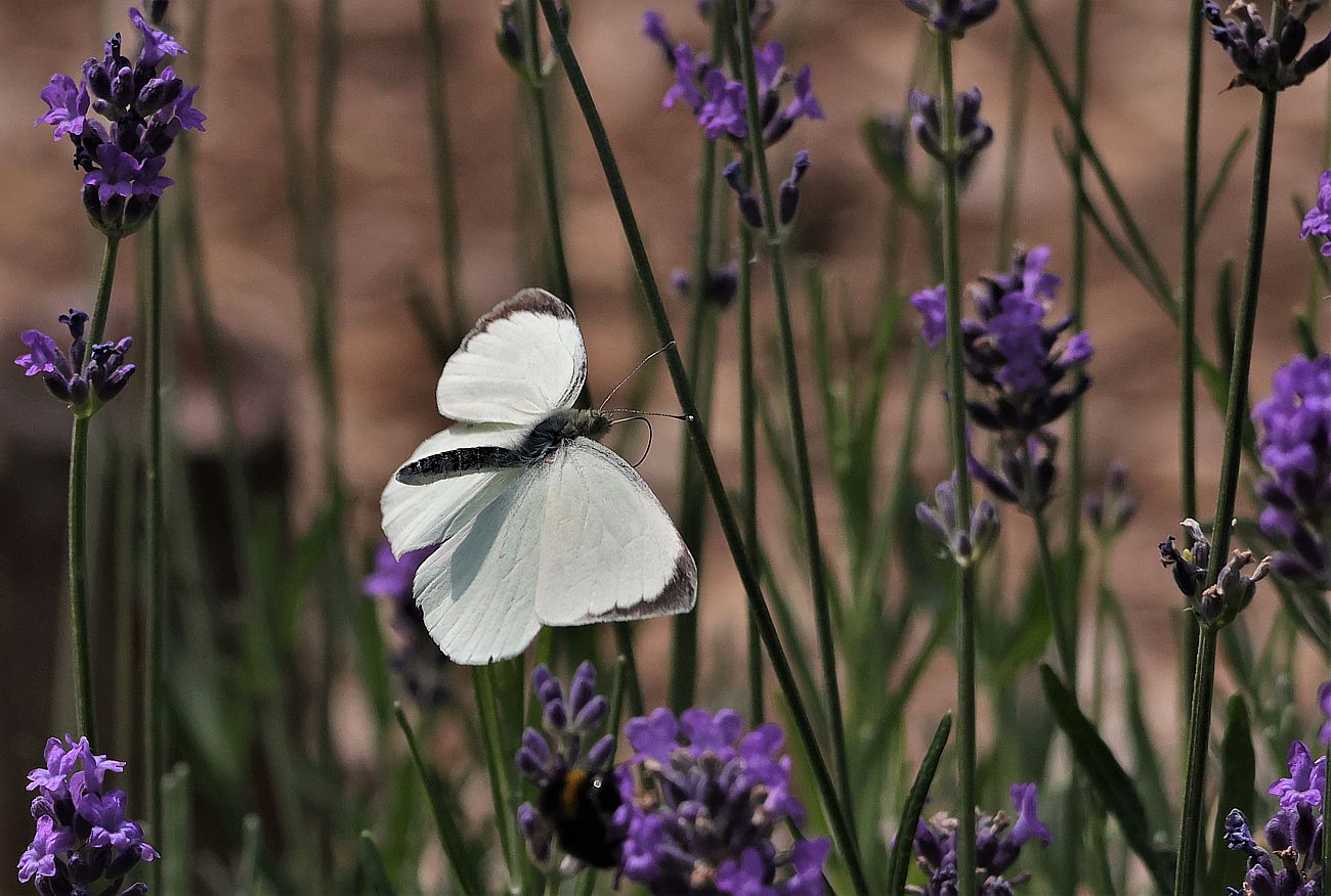 Am Lavendel