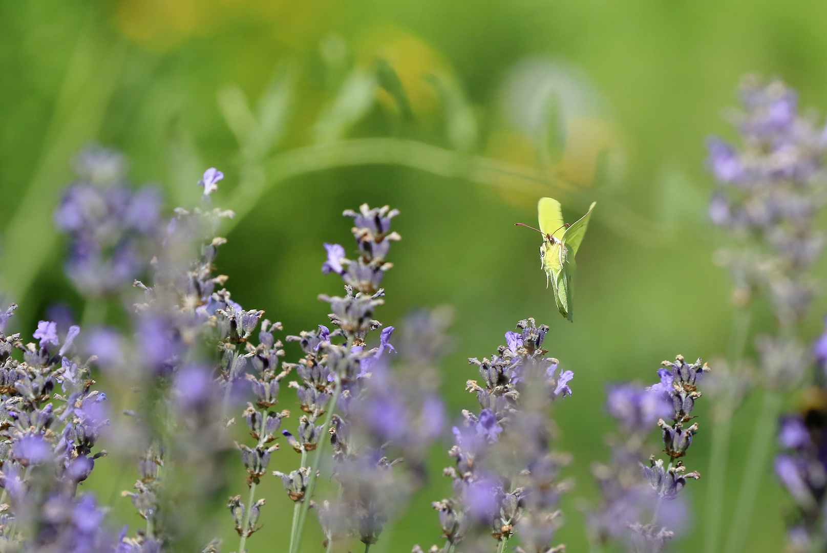 Am Lavendel...