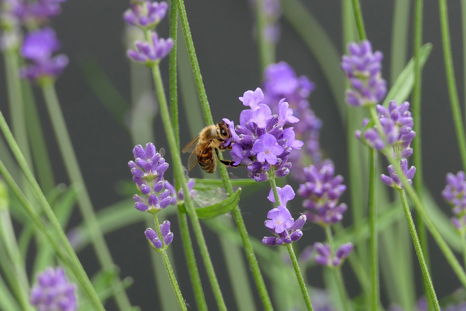 Am Lavendel 