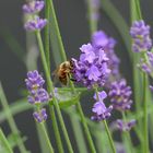 Am Lavendel 