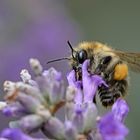 Am Lavendel