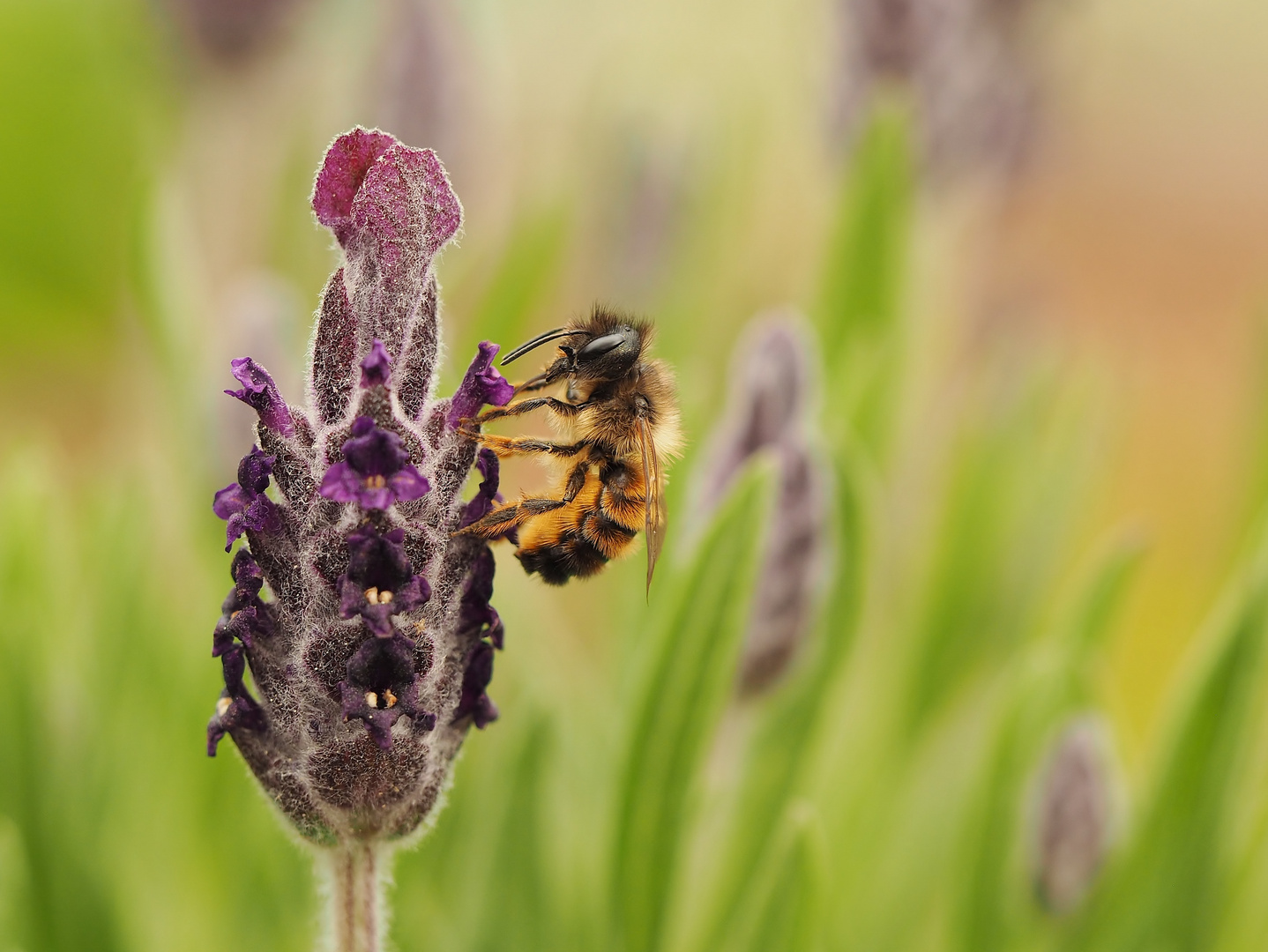 Am Lavendel.....