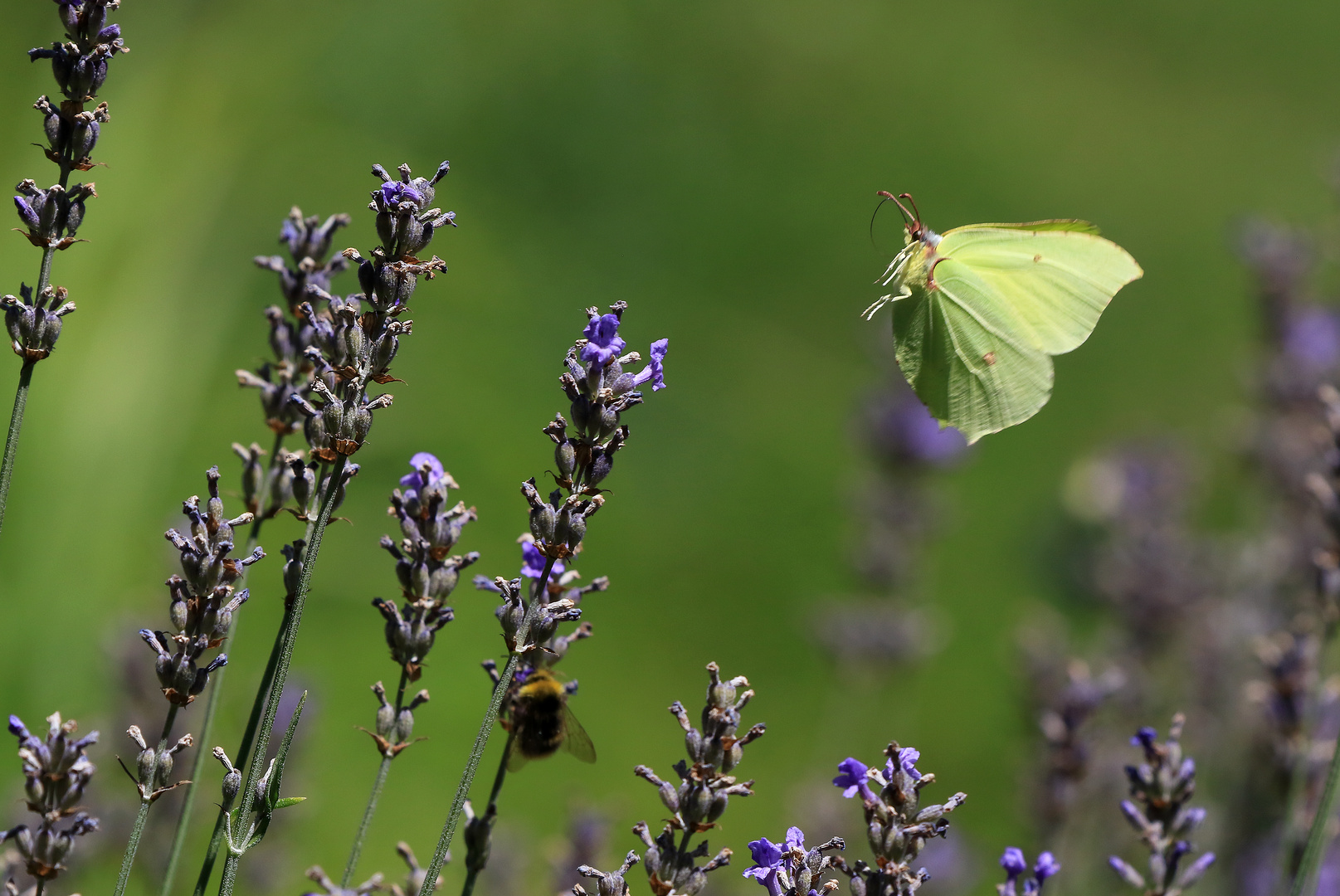 Am Lavendel..