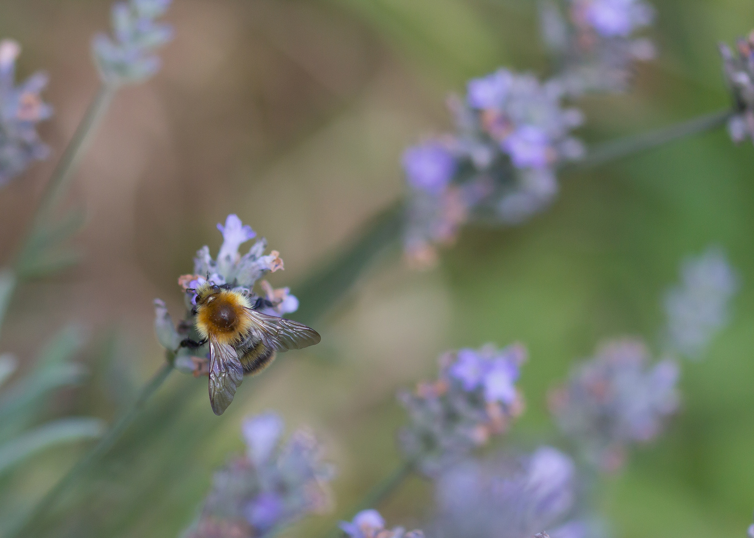 Am Lavendel