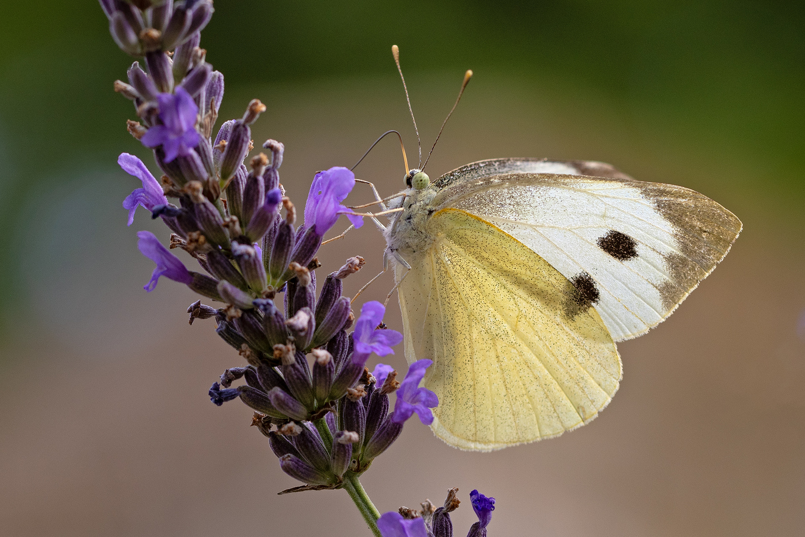 ... am Lavendel ...