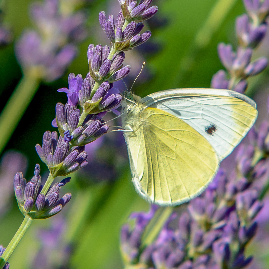 Am Lavendel