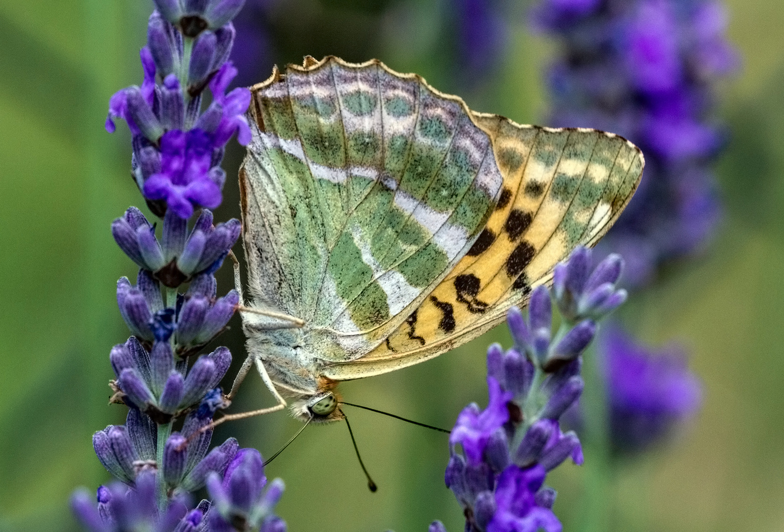 Am Lavendel