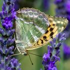 Am Lavendel