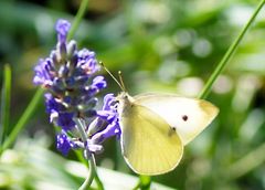 Am Lavendel