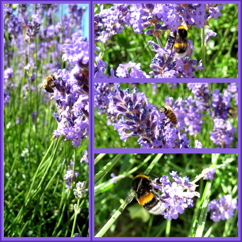 Am Lavendel ist die Hölle los!