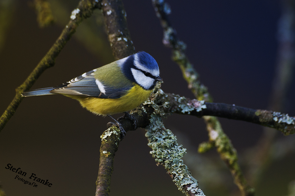 am Leben der Vögel teilhaben! Foto & Bild tiere, wildlife, wild