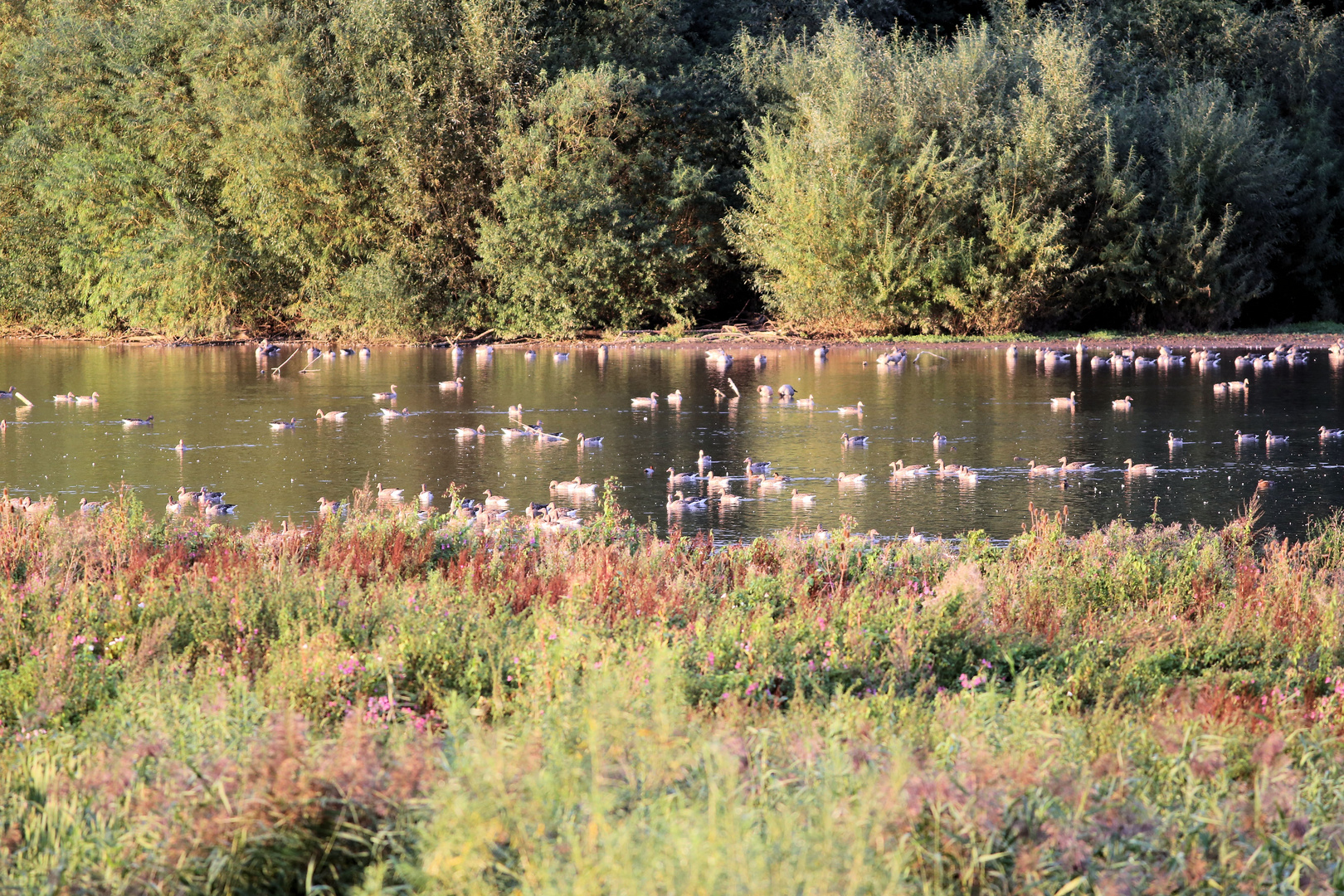 Am Leinepolder...