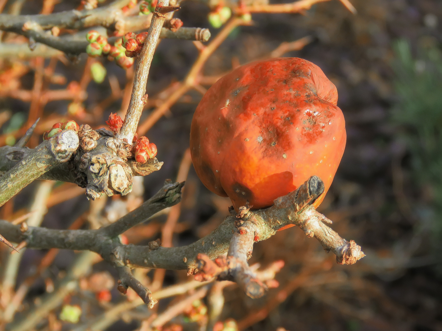 am letzten Januar Wochenende Zierapfel "Mumie", Foto & Bild